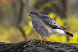 Image. Eurasian Sparrowhawk