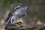 Image. Eurasian Sparrowhawk