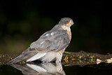 Image. Eurasian Sparrowhawk
