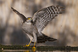 Image. Eurasian Sparrowhawk
