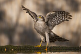 Image. Eurasian Sparrowhawk