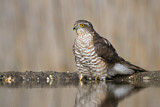 Image. Eurasian Sparrowhawk