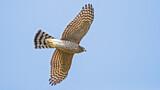 Image. Eurasian Sparrowhawk