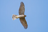 Image. Eurasian Sparrowhawk