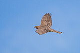 Image. Eurasian Sparrowhawk