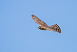 Image. Eurasian Sparrowhawk