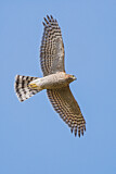 Image. Eurasian Sparrowhawk