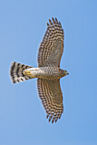 Image. Eurasian Sparrowhawk