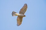 Image. Eurasian Sparrowhawk
