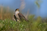 Image. Eurasian Sparrowhawk