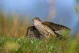 Image. Eurasian Sparrowhawk
