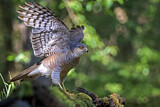 Image. Eurasian Sparrowhawk
