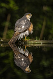 Image. Eurasian Sparrowhawk