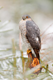 Image. Eurasian Sparrowhawk
