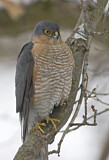 Image. Eurasian Sparrowhawk