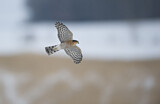 Image. Eurasian Sparrowhawk