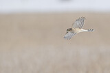 Image. Eurasian Sparrowhawk