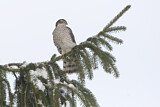 Image. Eurasian Sparrowhawk