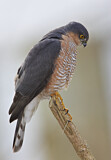 Image. Eurasian Sparrowhawk