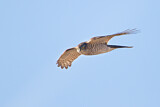 Image. Eurasian Sparrowhawk