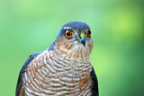 Image. Eurasian Sparrowhawk