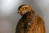 Image. Eurasian Sparrowhawk