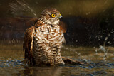 Image. Eurasian Sparrowhawk