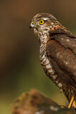 Image. Eurasian Sparrowhawk