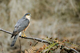 Image. Eurasian Sparrowhawk