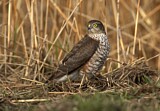 Image. Eurasian Sparrowhawk