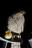 Image. Eurasian Sparrowhawk