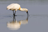 Image. Eurasian Spoonbill
