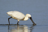 Image. Eurasian Spoonbill