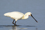 Image. Eurasian Spoonbill