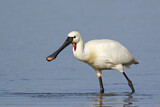 Image. Eurasian Spoonbill