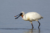 Image. Eurasian Spoonbill