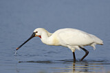 Image. Eurasian Spoonbill