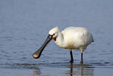 Image. Eurasian Spoonbill