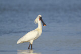 Image. Eurasian Spoonbill