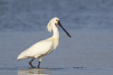 Image. Eurasian Spoonbill
