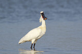 Image. Eurasian Spoonbill