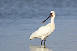 Image. Eurasian Spoonbill