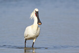 Image. Eurasian Spoonbill