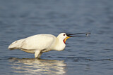 Image. Eurasian Spoonbill