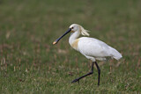 Image. Eurasian Spoonbill