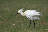 Image. Eurasian Spoonbill