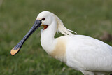 Image. Eurasian Spoonbill