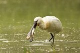 Image. Eurasian Spoonbill