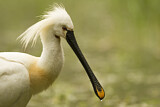 Image. Eurasian Spoonbill