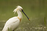 Image. Eurasian Spoonbill